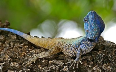 Mtunzini Fun Fact: The   Black -Necked Agama