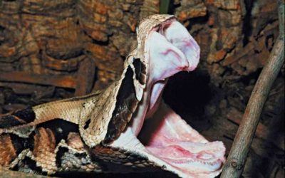 Mtunzini Fun Fact: The Gaboon Viper