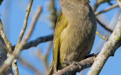 Mtunzini Fun Fact :              The Green Barbet