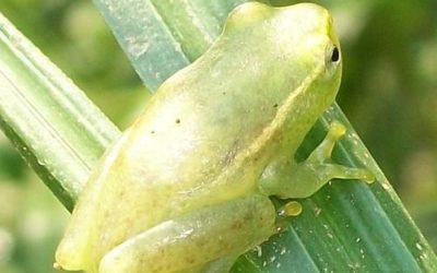 Mtunzini Fun Fact: The Water lily reed frog