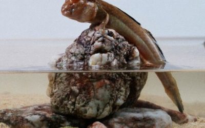 Mtunzini Fun Fact: The Mudskipper