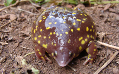 Mtunzini Fun Fact: The Spotted Snout Burrower