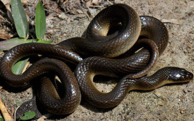 Mtunzini Fun Fact: Common Brown Water Snake