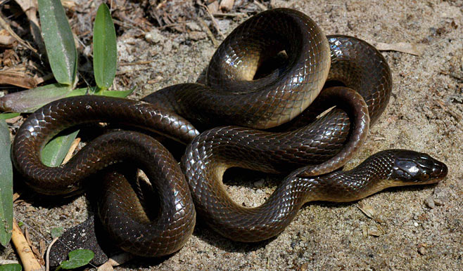 Mtunzini Fun Fact: Common Brown Water Snake