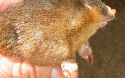 Mtunzini Fun Fact: The Hottentot Golden Mole