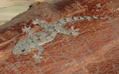 Mtunzini Fun Fact: The Tropical house Gecko